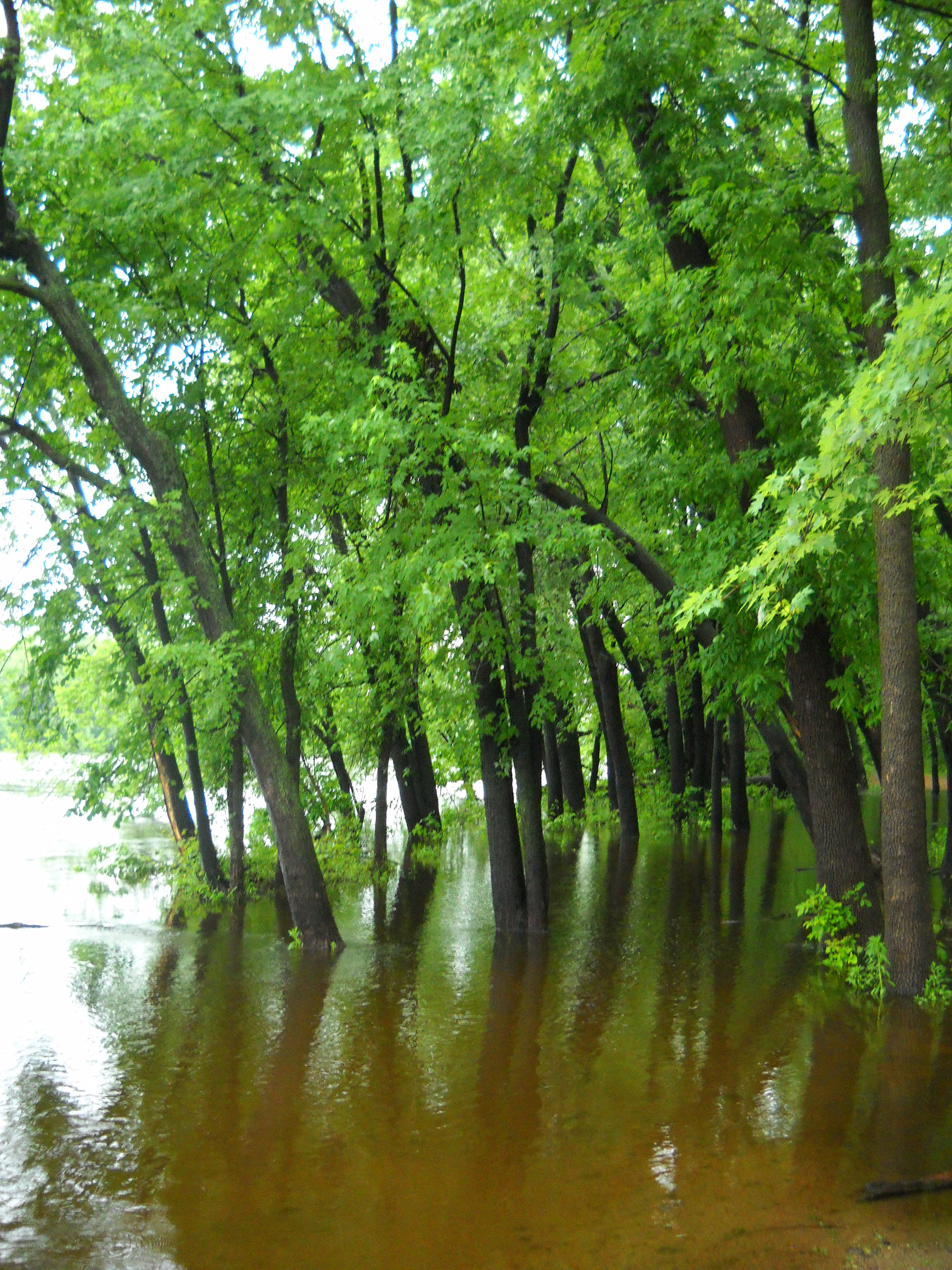 DSCN1606 barbara trees under dirty water